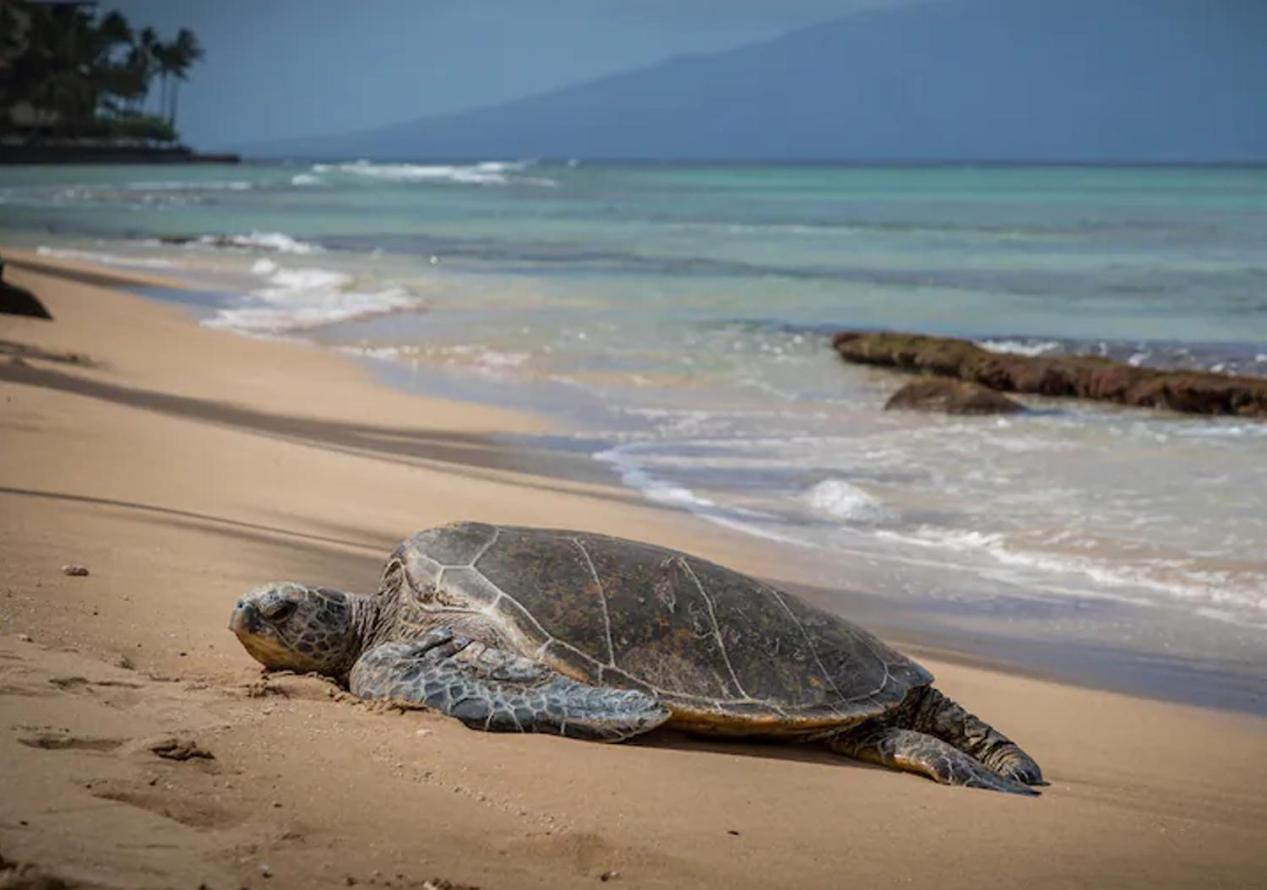Central Kihei Gem! 3-Min Walk To The Beach & Shops Wailea  Exterior foto